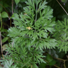 Image de Absinthe - Artemisia absinthium