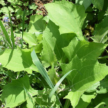 Image de Poire de terre blanche - Yacon - Smallanthus sonchifolius Edulis