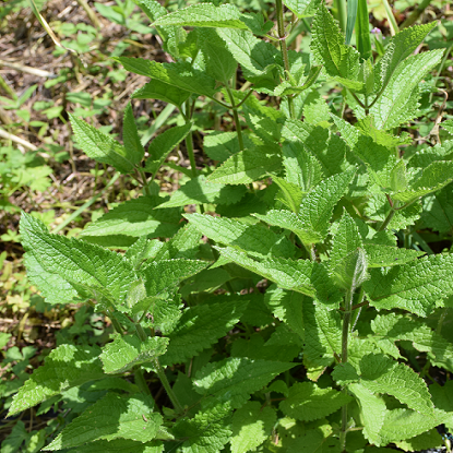 Image de Crosne du Japon - Stachys sieboldii