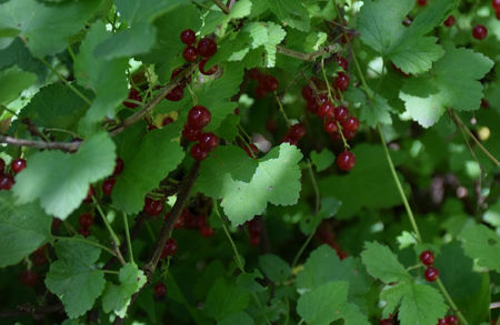 Image de la catégorie Petits fruitiers