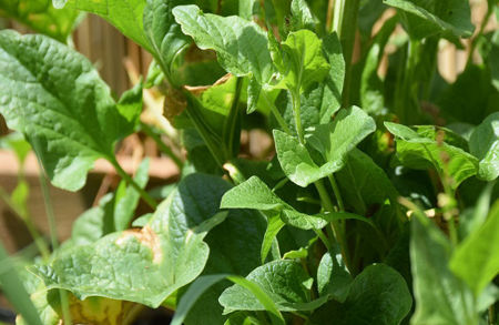 Image de la catégorie Légumes perpétuels