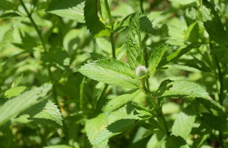 Image de la catégorie Aromatiques - Médicinales