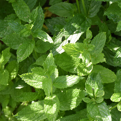 Image de Menthe verte - Mentha spicata