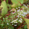 Image de Calament - Calamintha Nepeta