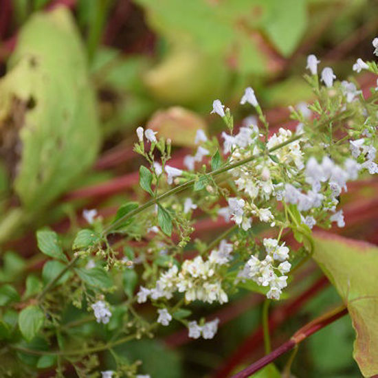 Image de Calament - Calamintha Nepeta