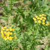 Image de Tanaisie officinale - Tanacetum vulgare