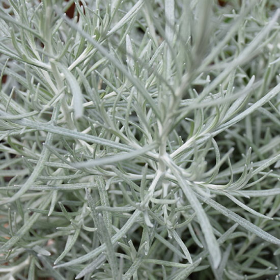 Image de Curry - Immortelle jaune- Hélichryse - Helichrysum italicum