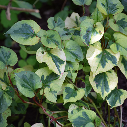 Image de Coriandre des bois 'Cameleon' - Houttuynia cordata 'Cameleon'