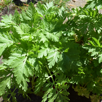 Image de Grande Camomille - Tanacetum parthenium