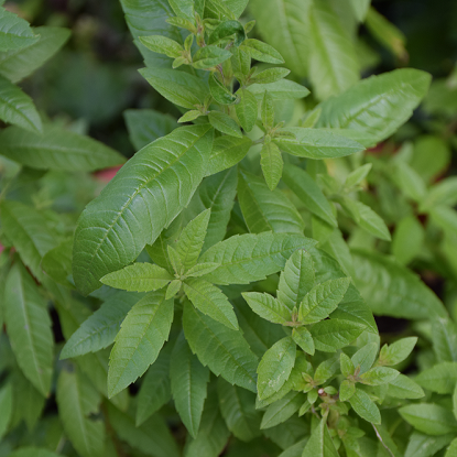 Image de Verveine citronnelle - Aloysia Triphylla - Lippia citrodora