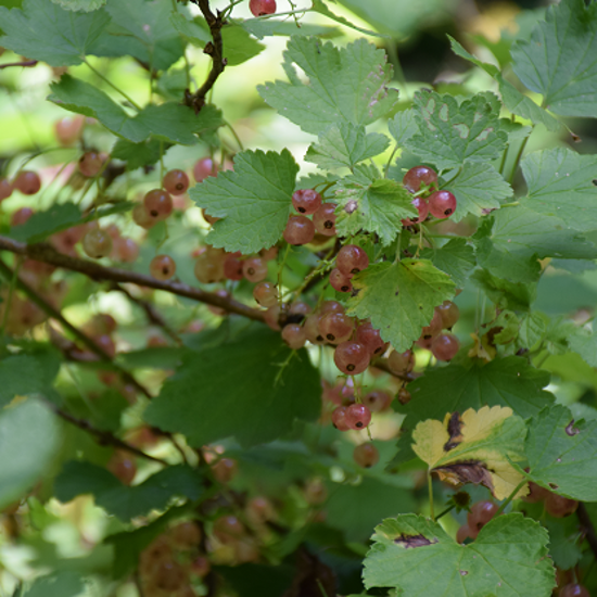Image de Groseillier blanc 'Witte Parel' - Ribes rubrum