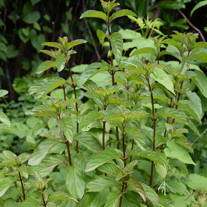 Image de Basilic perpétuel  - Menthe Basilic - Mentha x piperata f.citrata Basil