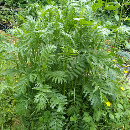 Image de Tanaisie officinale - Tanacetum vulgare