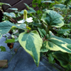 Image de Coriandre des bois 'Cameleon' - Poivrier de Chine - Houttuynia cordata 'Cameleon'