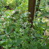 Image de Népéta Cataire - Herbe à chats - Nepeta cataria  'citriodora'