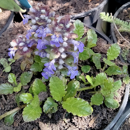 Image de Bugle rampant - Ajuga reptans