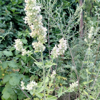 Image de Népéta Cataire - Herbe à chats - Nepeta cataria  'citriodora'