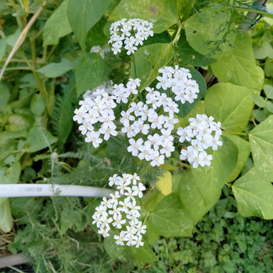 Image de Achillée millefeuille - Achillea millefolium