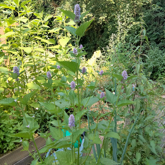 Image de Agastache fenouil - Agastache foeniculum