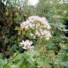 Image de Valériane officinale - Valeriana officinalis