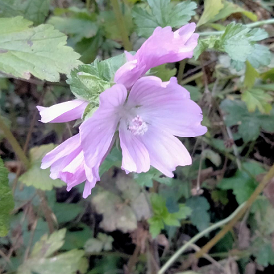 Image de Mauve sauvage - Malva Sylvestris - "salade vivace"