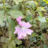 Image de Mauve sauvage - Malva Sylvestris - "salade vivace"