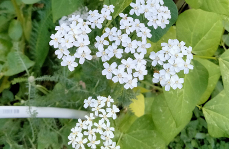 Image de la catégorie Plantes indigènes