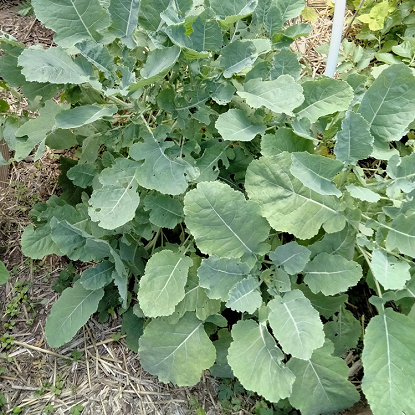 Image de Chou perpétuel daubenton - Brassica oleracea ramosa