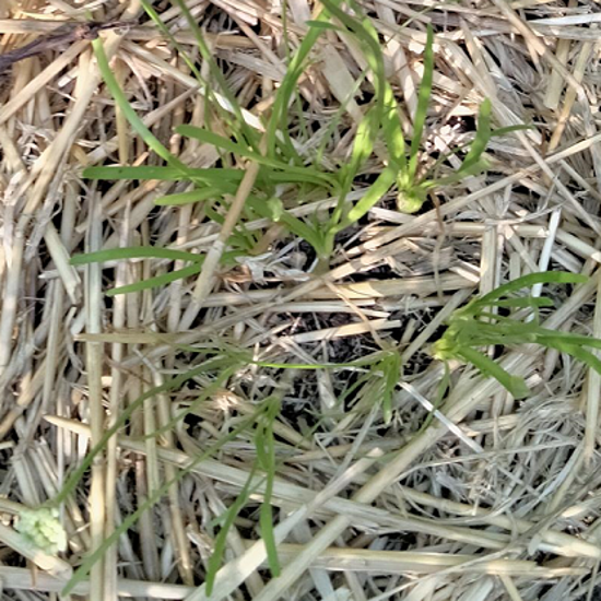 Image de Ail penché - Allium Cernuum