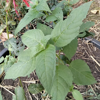 Image de Monarde - "Bergamote" - Monarda dydima 'Cambridge scarlet'