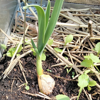 Image de Ail éléphant - Poirail - Allium Ampeloprasum ampeloprasum