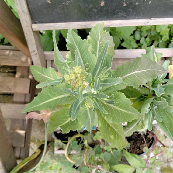 Image de Brocoli perpétuel - Brocoli Nine Star perrenial - Brassica Oleracea Botrytis Aparagoides