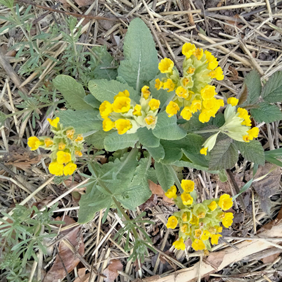 Image de Primevère officinale - Coucou - Primula Veris