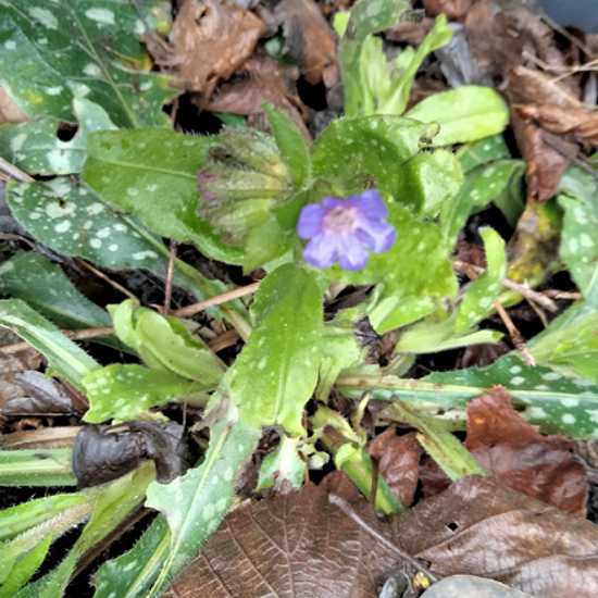 Image de Pulmonaire officinale - Pulmonaria officinalis