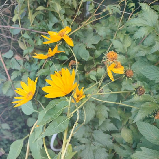 Image de Arnica des montagnes - Arnica Montana