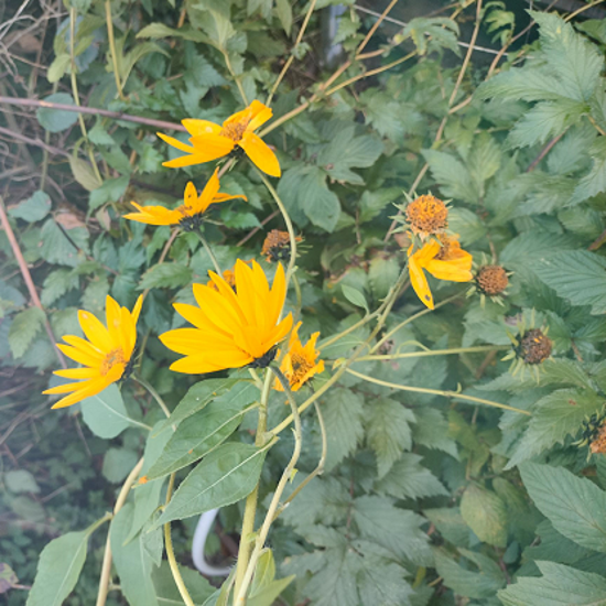 Image de Arnica des plaines - Arnica chamissonis less