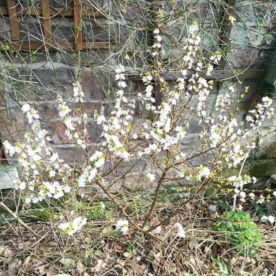 Image de Ragouminier - Prunus tomentosa