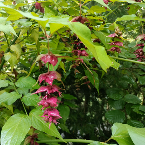 Image de Arbre aux faisans - Arbre caramel - Leycesteria formosa