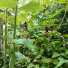 Image de Arbre aux faisans - Arbre caramel - Leycesteria formosa