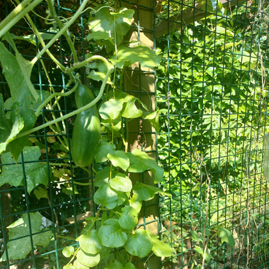 Image de Liane de Madère - Baselle tubéreuse - Anredera cordifolia