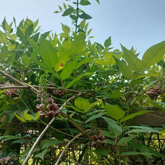 Image de Glycine tubéreuse - Apios americana