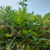 Image de Glycine tubéreuse - Haricot patate - Apios americana