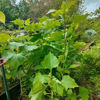 Image de Poire de terre blanche - Yacon - Smallanthus sonchifolius Edulis