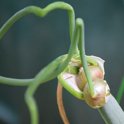 Image de Oignon rocambolle  bulbilles - Oignon égyptien - Allium cepa proliferum