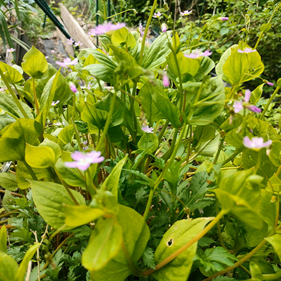 Image de Claytone de Sibérie - Pourpier rose - Claytonia ou montia sibirica - "salade vivace"