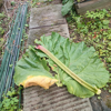 Image de Rhubarbe - Rheum officinale