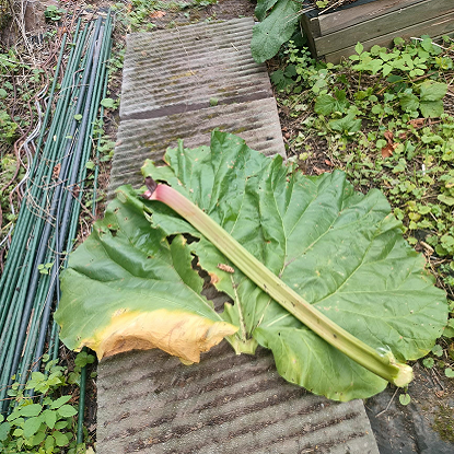 Image de Rhubarbe - Rheum officinale